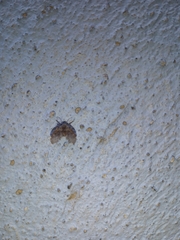 Clogmia albipunctata