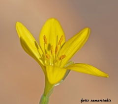 Sternbergia lutea greuteriana