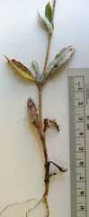 Froelichia floridana campestris