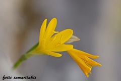 Sternbergia lutea greuteriana