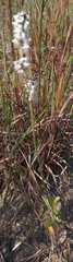 Froelichia floridana campestris
