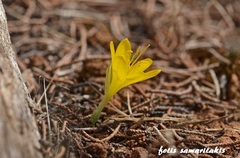 Sternbergia lutea greuteriana