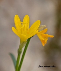 Sternbergia lutea greuteriana