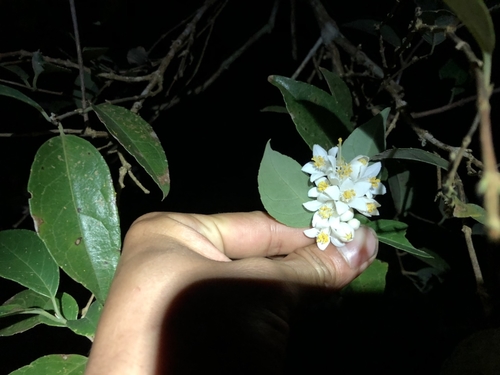 Beautiful deutzia (Deutzia pulchra)