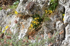 Sternbergia lutea greuteriana
