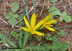 Sternbergia lutea greuteriana
