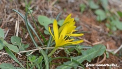 Sternbergia lutea greuteriana
