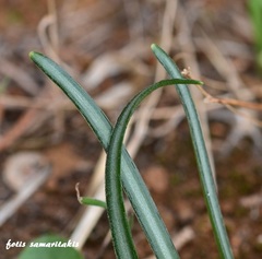 Sternbergia lutea greuteriana