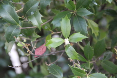 Ilex aquifolium