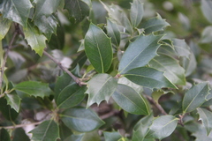 Ilex aquifolium