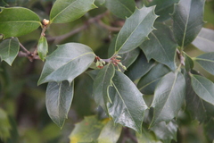 Ilex aquifolium