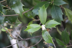 Ilex aquifolium