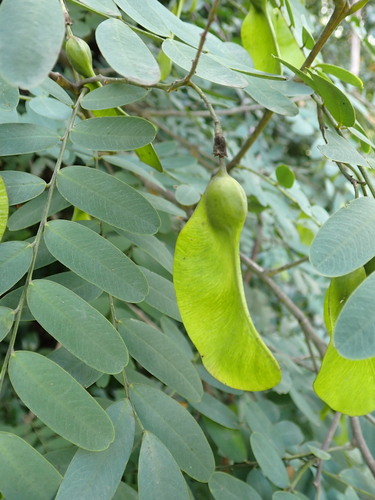 Tipuana tipu