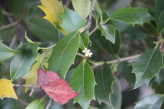 Ilex aquifolium