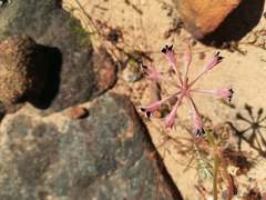 Pelargonium pilosellifolium