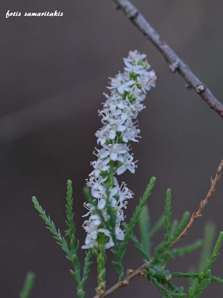Tamarix minoa