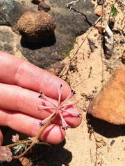 Pelargonium pilosellifolium