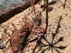 Pelargonium pilosellifolium