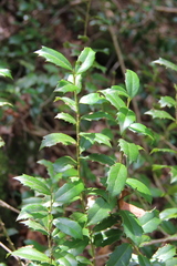 Ilex colchica