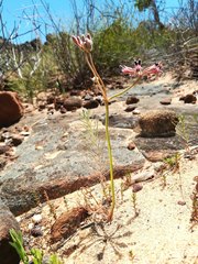 Pelargonium pilosellifolium