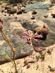 Pelargonium pilosellifolium