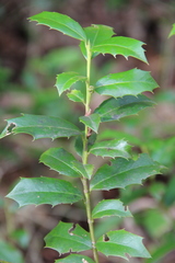 Ilex colchica