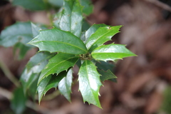 Ilex colchica
