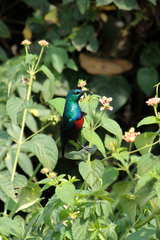 Cinnyris erythrocercus