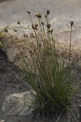 Juncus triglumis