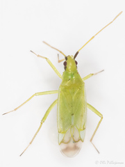 Macrolophus glaucescens