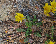Taraxacum aleppicum