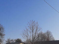 Cardinalis cardinalis