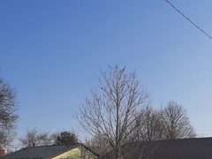 Cardinalis cardinalis