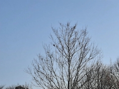 Cardinalis cardinalis