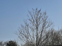 Cardinalis cardinalis