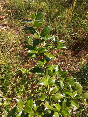 Ilex colchica