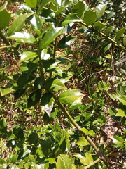 Ilex colchica