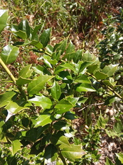 Ilex colchica
