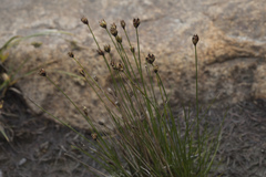 Juncus triglumis