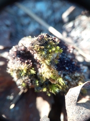 Ptychostomum bornholmense