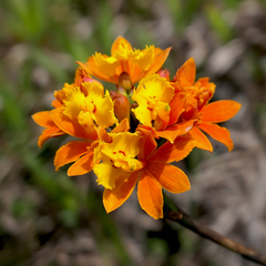 Epidendrum fulgens