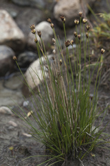 Juncus triglumis