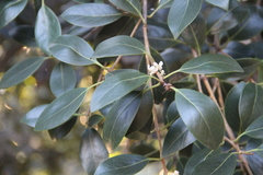 Ilex integra