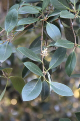 Ilex integra