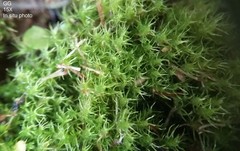Dicranella schreberiana
