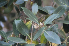 Ilex integra