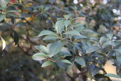 Ilex integra