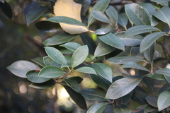 Ilex integra