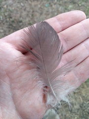 Theristicus melanopis