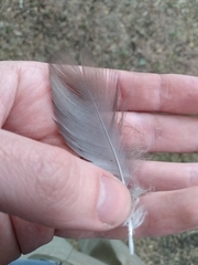 Theristicus melanopis